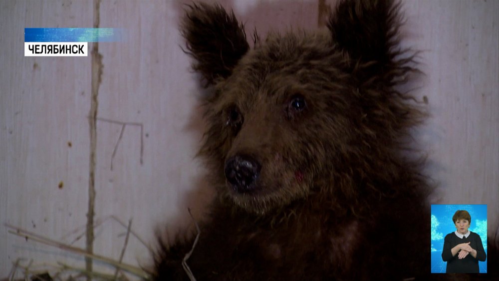 Истощенного медвежонка спасает ветврач