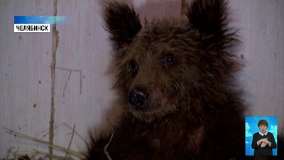 Истощенного медвежонка спасает ветврач