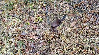 Норку освободили из капкана: видео спасателя 