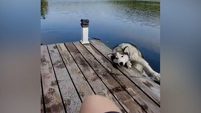 Мех и смех: изучение воды, отчаянный прыжок и купание в порыве страсти