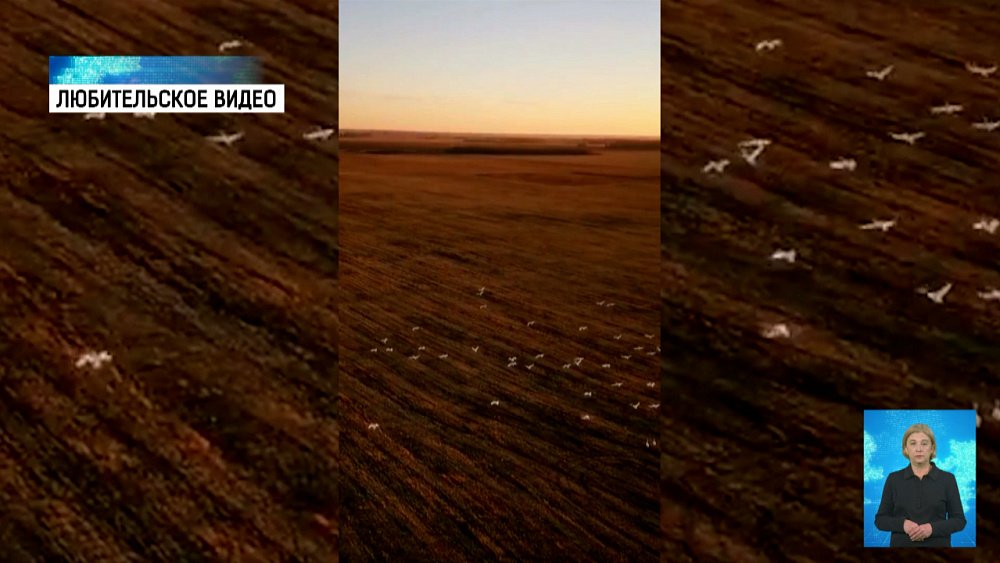 Стаю лебедей сняли на видео с высоты