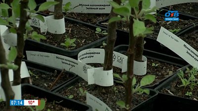 Как прикопать саженцы до весны в рубрике «Руки садовода»