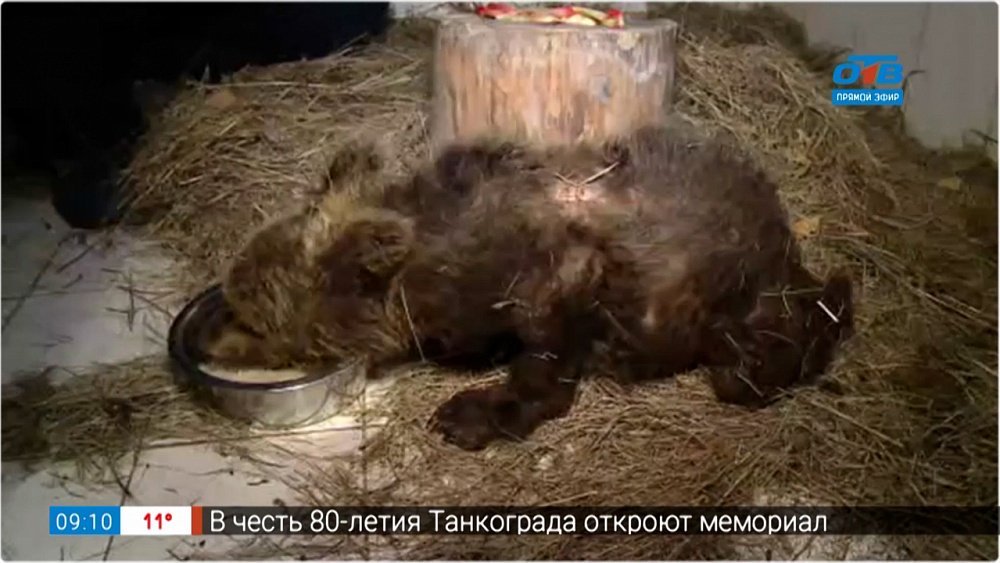 Дикий медвежонок из Катав-Ивановска — Прямое включение из зооприюта