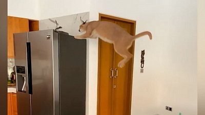 Мех и смех: сторожевой кот, воинственный защитник и грациозный каркал