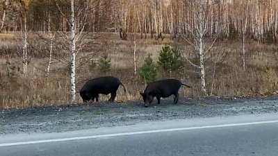 Южноуральцы сняли на видео прогулку черных кабанчиков под Коркино