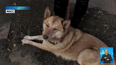 Миасскому Хатико ищут хозяина