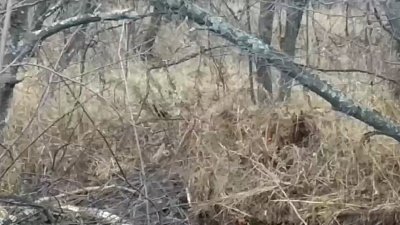 Житель Миасса спас норку