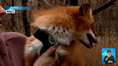 Рыжую лису спасла семья из Миасса