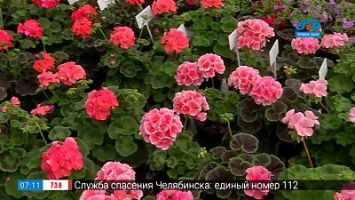 Последний штрих в саду — уборка в цветнике в рубрике «Руки садовода»