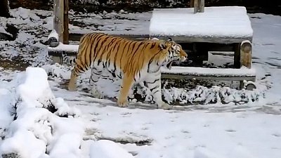 Выход тигра в челябинском зоопарке на снег сняли на видео