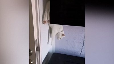 Мех и смех: любитель зимних видов спорта, кот-гипнотизер и кото-жидкость