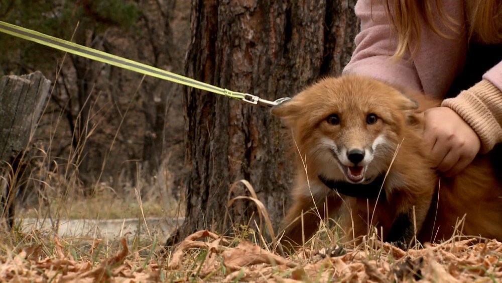 Жительница Миасса заводит необычных питомцев