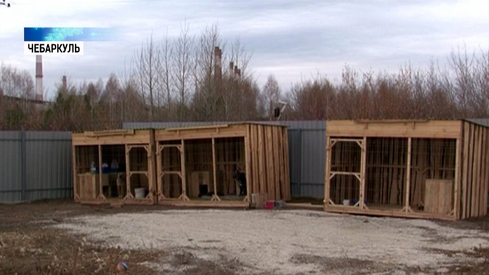 В Чебаркуле открыли приют для собак