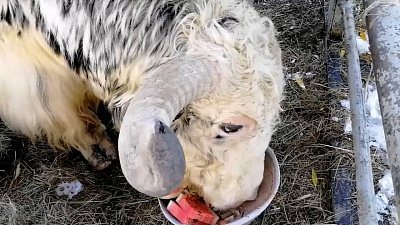 Именнинную трапезу яка Лаврентия сняли на видео в Челябинском зоопарке