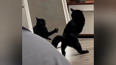 Мех и смех: ужас напротив, клин собаки от рыбы и знакомство с горчичником