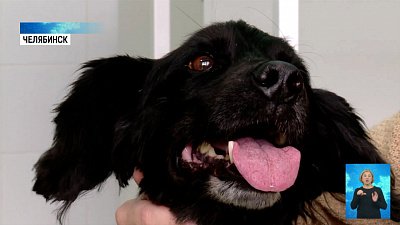 Дворняга Степан ищет добрых хозяев