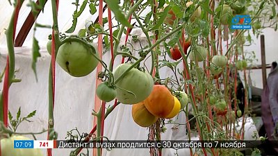 Не надо поливать помидоры в рубрике «Руки садовода»