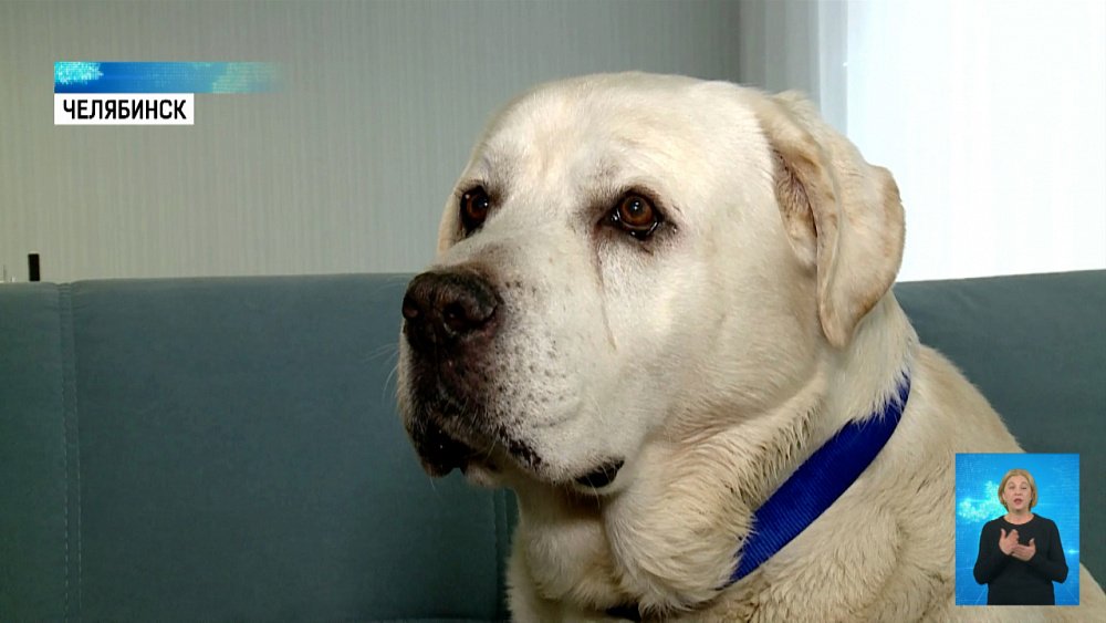 Лабрадор Хаммер нашел новую семью