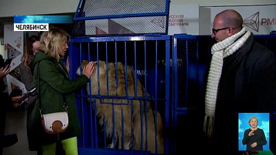 Симба и Ева улетели в заповедник в Танзании