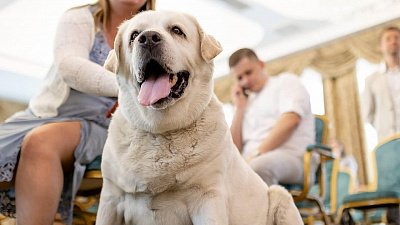 Самый толстый лабрадор России нашел новую семью в Челябинске