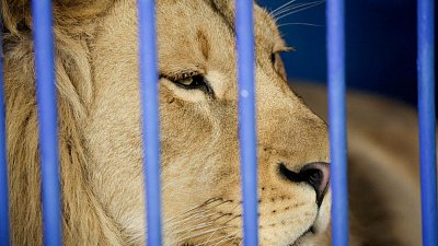 Карен Даллакян опубликовал видео из самолета в Танзанию