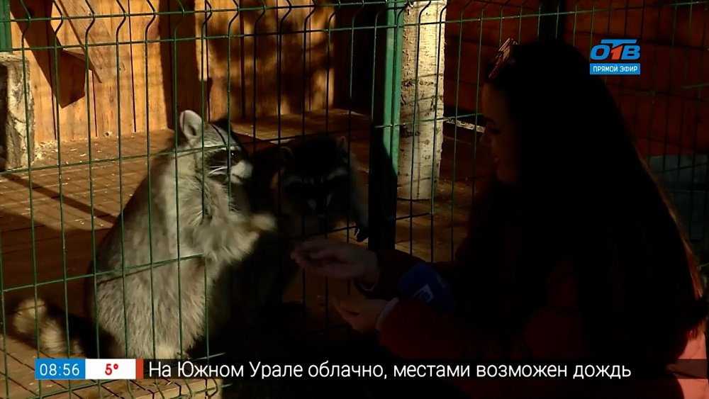 Сюрпризы десятого шоп-тура в сюжете «Шоп-тур. СтраусЗООпарк»