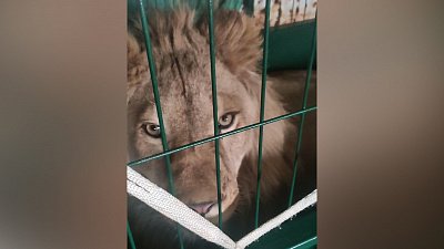 Самолет с Евой и Симбой на борту застрял в Саудовской Аравии