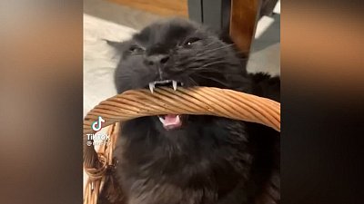 Мех и смех: сегодня о котах и их странных пристрастиях