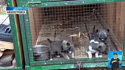 В Нязепетровске добровольцы помогают приюту