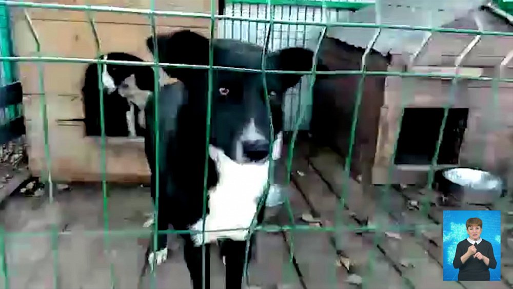 На трассе М-5 вилами закололи собаку