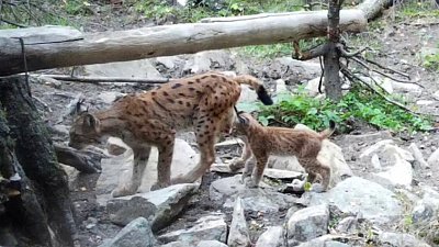 На «Таганае» заметили семейство рысей