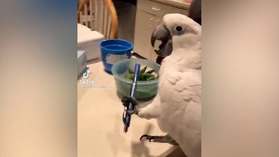 Мех и смех: лошадиный «кусь», упавший кот и танцующий попугай