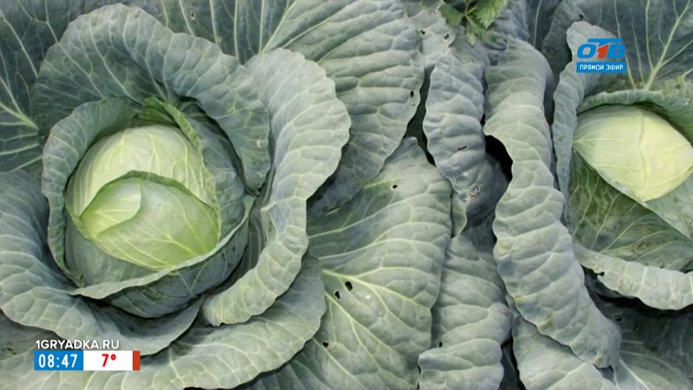 Фразеологизм «найти в капусте» в рубрике «Добавь обороты»