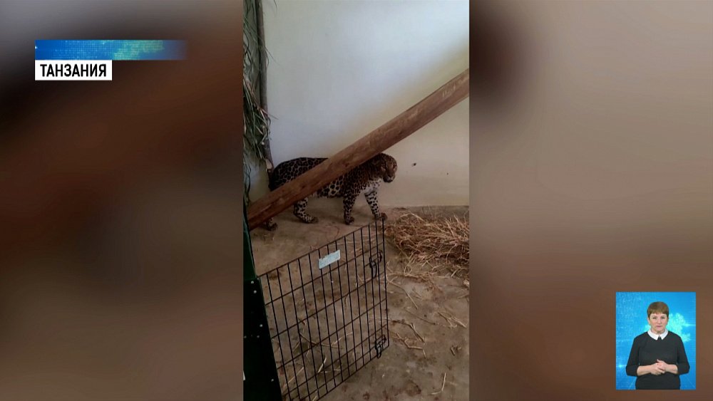 Симба и Ева прилетели в Танзанию