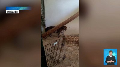 Симба и Ева прилетели в Танзанию