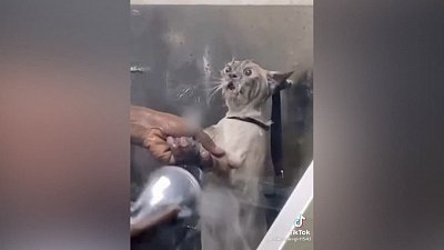 Мех и смех: побег из душа, стук в дверь и скользкий забег