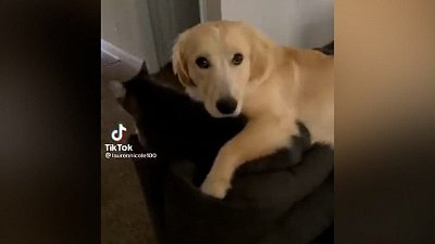 Мех и смех: танцующий кот, недружелюбная Марли и веселый котенок