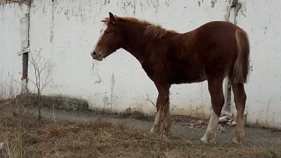 Лошадь напала на жителей Златоуста