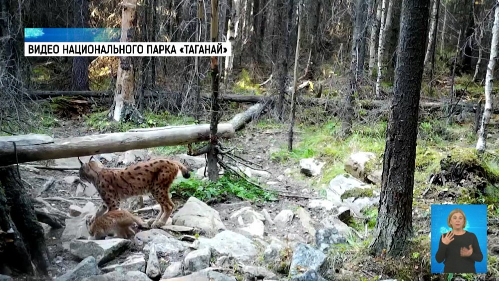 На Таганае семья рысей попала в фотоловушку