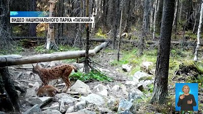 На Таганае семья рысей попала в фотоловушку