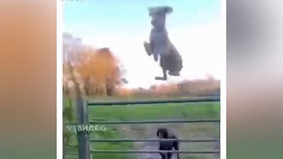 Мех и смех: почесушки, собака-вертолет и подозревающий жираф