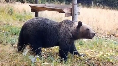 На Таганае медведь полакомился яблоками под камерой фотоловушки