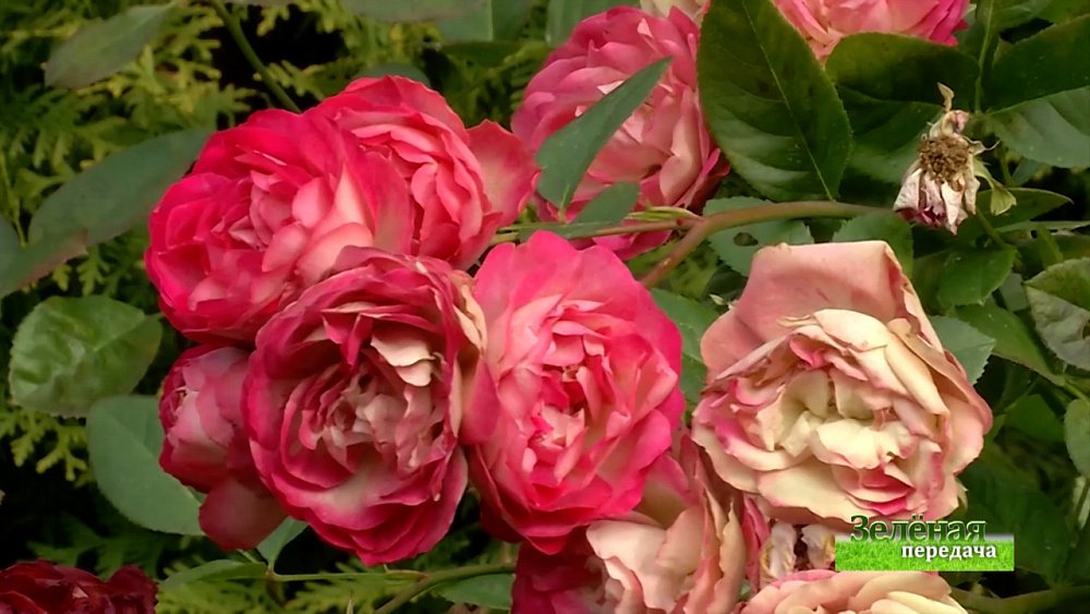 Зеленая передача 04.11.2021