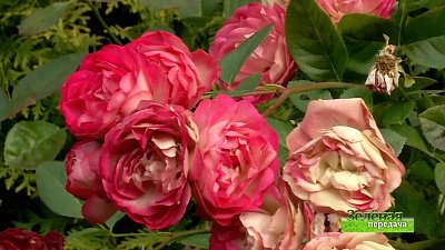 Зеленая передача 04.11.2021