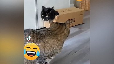 Мех и смех: танец гориллы, котобус и приветствие от медведя