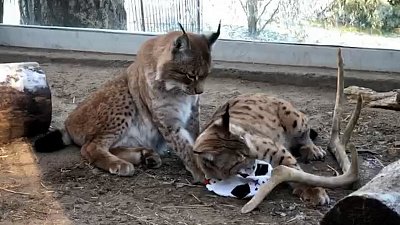 Борьба за мяч в вольере рысей попала на видео в Челябинском зоопарке