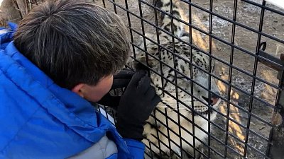 В Челябинском зоопарке снежный барс Ермак получил праздничные почесушки