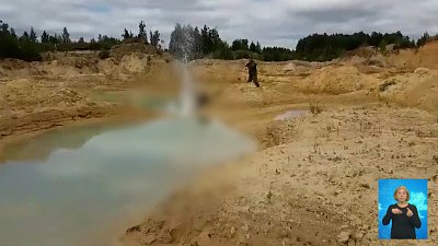 Бизнесмена отдали под суд за убийство пса