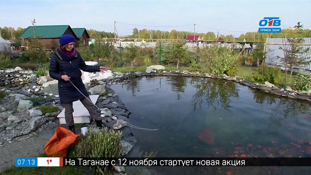 Как зимуют прекрасные нимфеи в рубрике «Руки садовода»