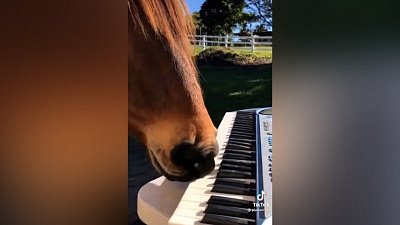 Мех и смех: голод, синхронный бег и музыкальный конь